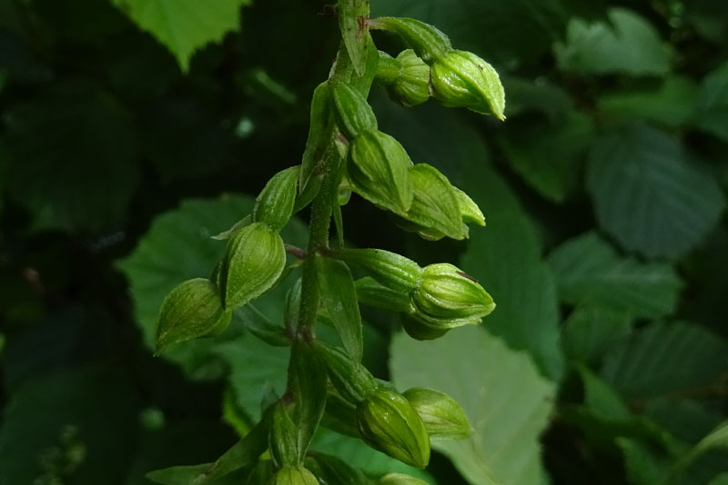 Epipactis helleborine.......da Sopramonte (TN)